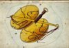 Free Will Astrology: Week of Sept. 30 Free Will Astrology: Week of Sept. 30