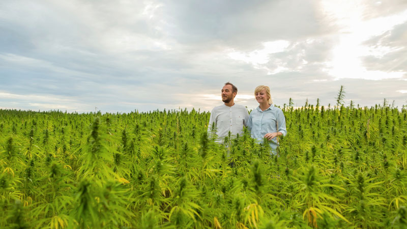 cannabis farm, solful, locally sourced cannabis weed