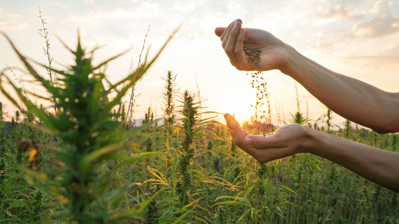 cannabis seeds, farm, plants, locally sourced, solful