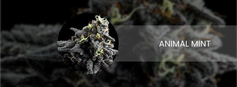 animal mint cannabis strain