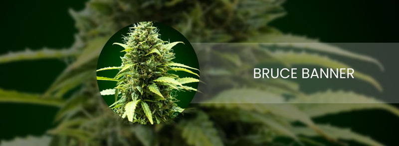 bruce banner cannabis strain