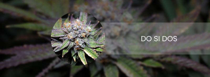 do si dos cannabis strain