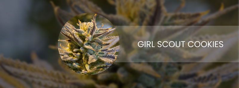 girl scout cookies cannabis strain