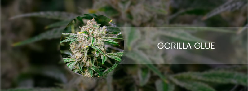 gorilla glue cannabis strain