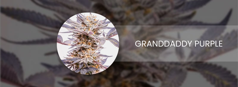 granddaddy purple cannabis strain