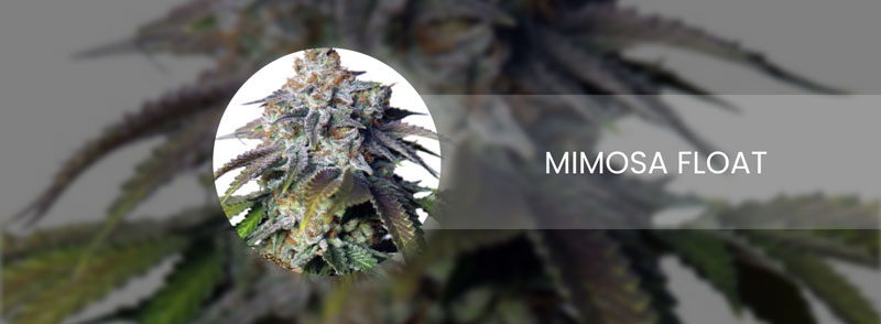 mimosa float cannabis strain