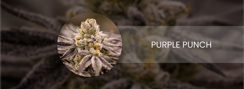 purple punch cannabis strain