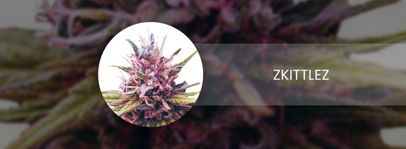zkittlez cannabis strain