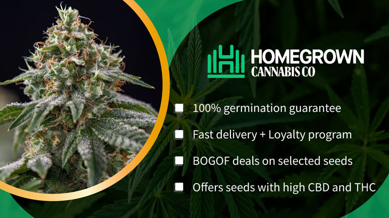 homegrown cannabis co