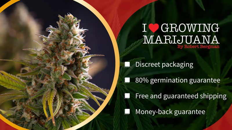 i love growing marijuana