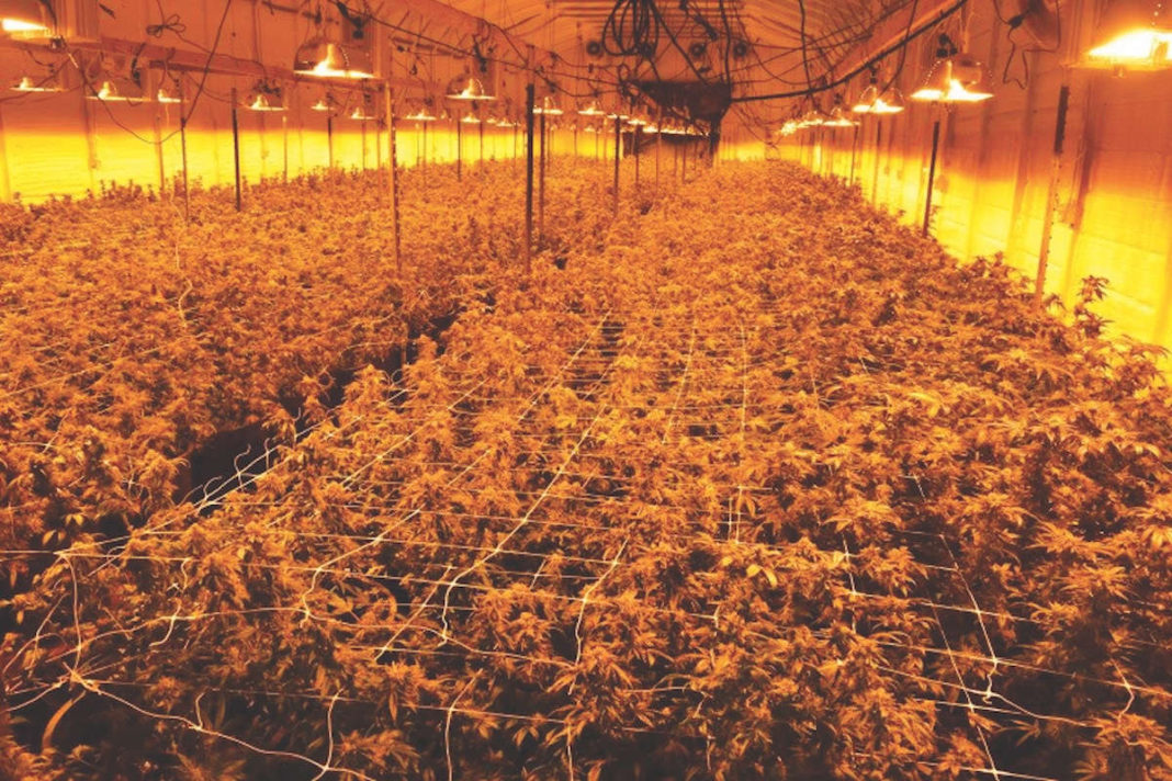 California's Illicit Cannabis Market Dwarfs the Legal One