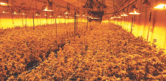 California's Illicit Cannabis Market Dwarfs the Legal One
