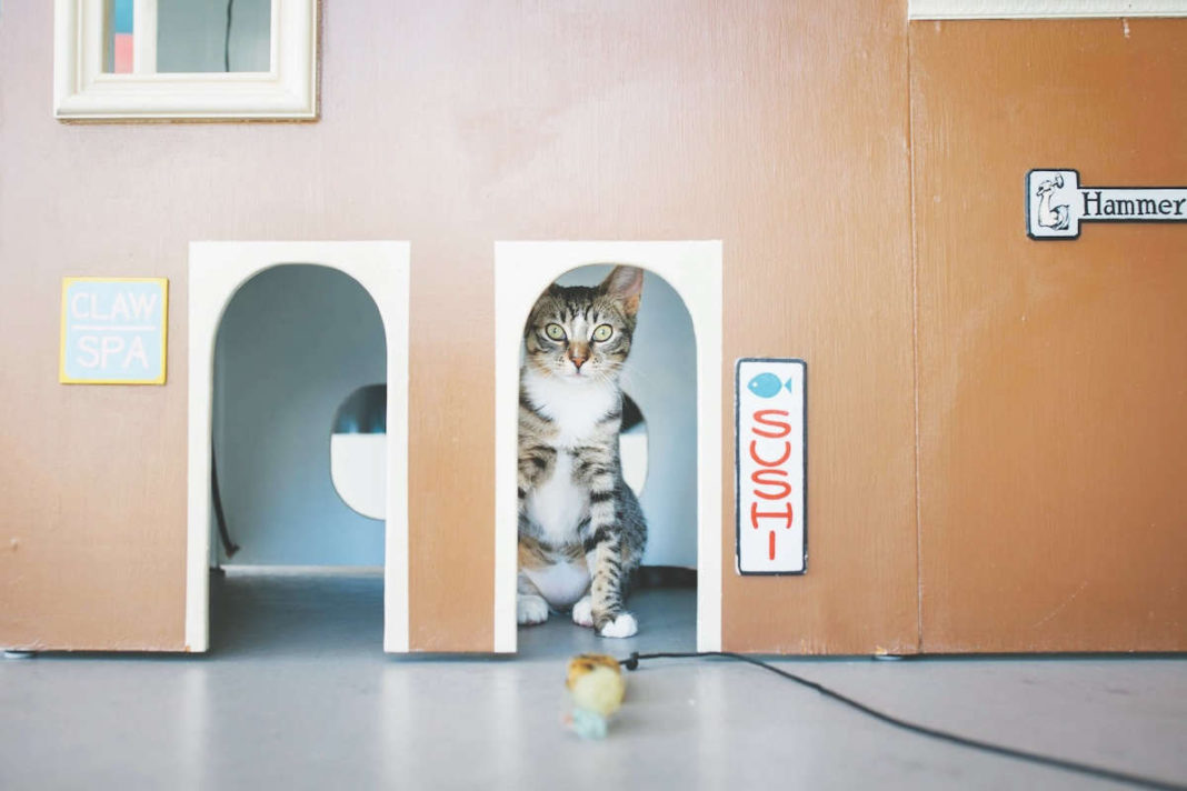 Dog-Friendly Dining and Cat Cafes in Honor of Pet Week