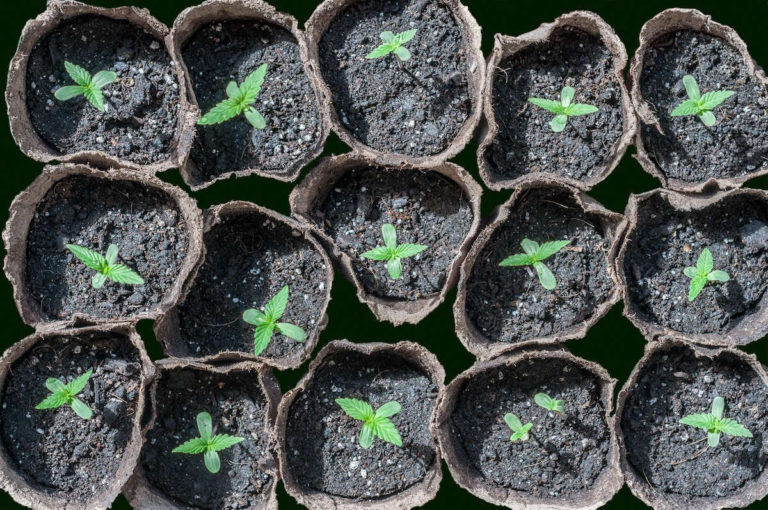 Inside or Out? Study weighs impacts of cannabis cultivation