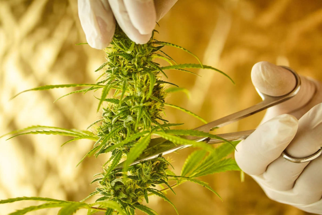 As expected, 2024 was a bad year for cannabusiness