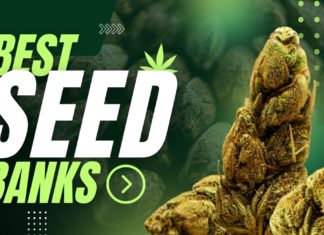 Best Seed Banks: Where to Buy Cannabis Seeds Online in 2025 Best Seed Banks