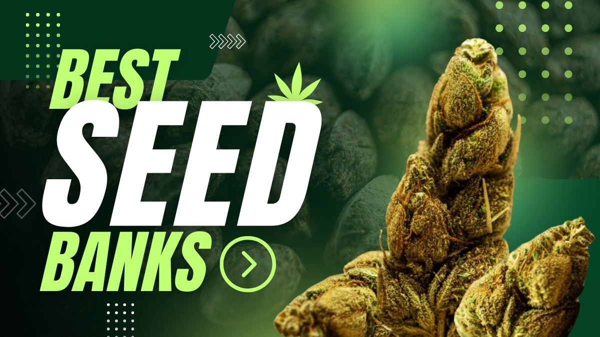 Best Seed Banks: Reputable Vendors to Buy Cannabis Seeds Online in 2025