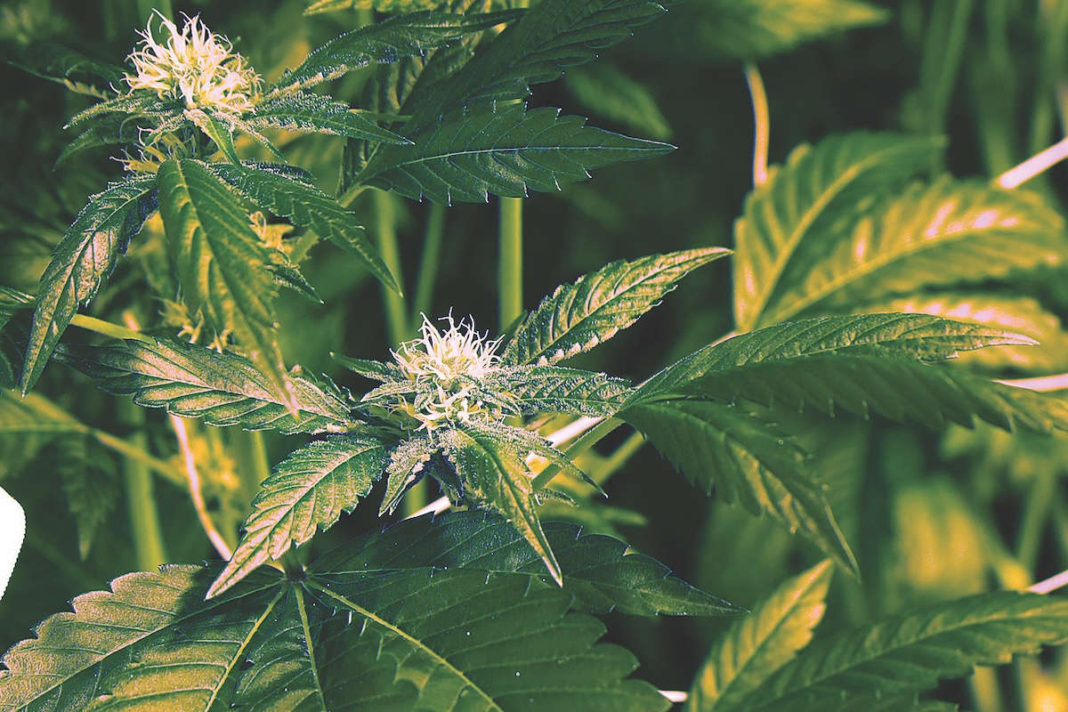 How Facebook weeds out cannabis content