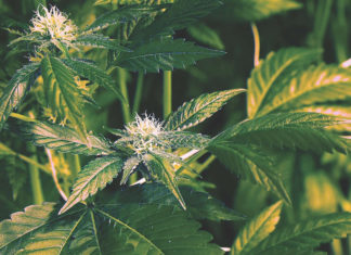 How Facebook weeds out cannabis content How Facebook weeds out cannabis content