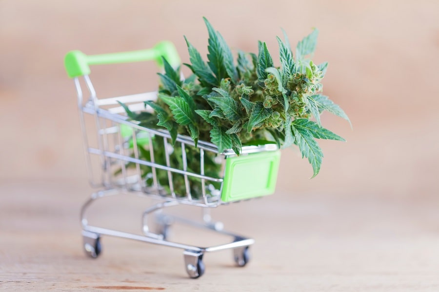 buy cannabis seeds online