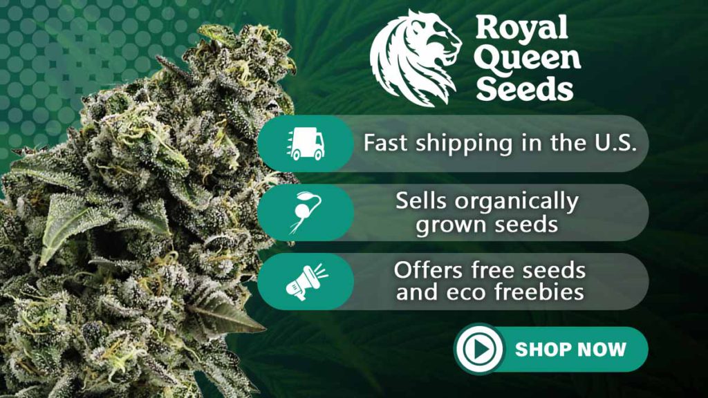 royal queen seeds