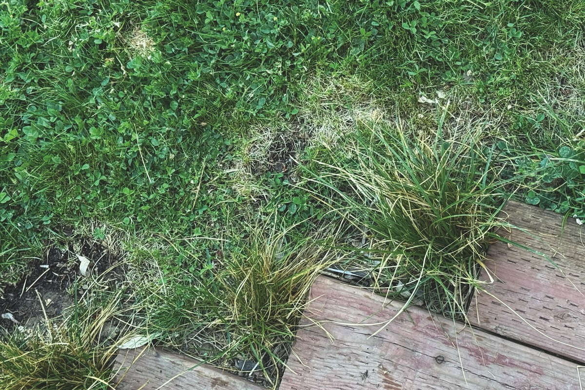 Feral lawns grow in the Bay Area