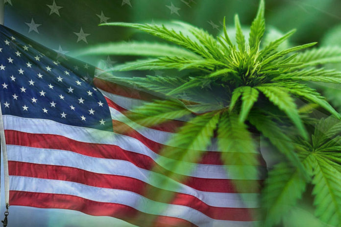 How to Get Legendary European Cannabis Genetics in the United States European cannabis strains