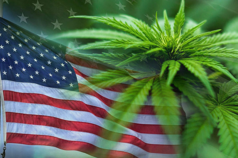 How to Get Legendary European Cannabis Genetics in the United States