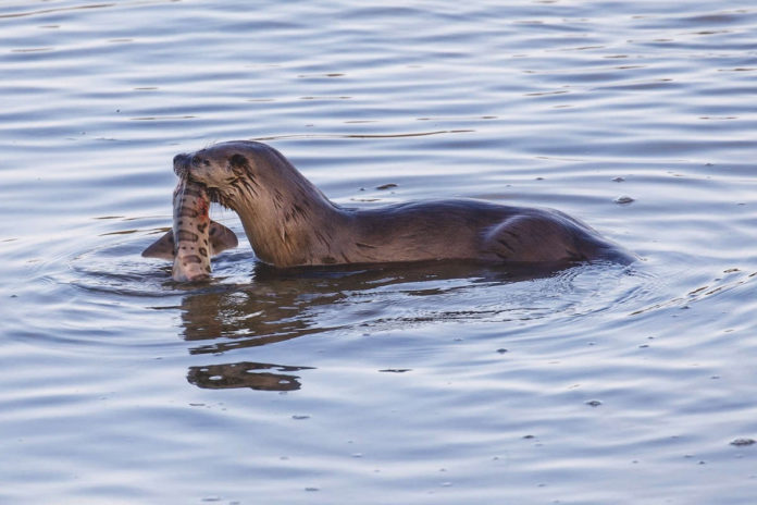 Ospreys and otters prevail in preservation fight Ospreys and otters prevail in preservation fight