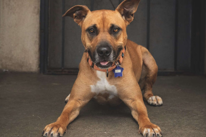 Local photographer unleashes pets’ personalities Local photographer unleashes pets’ personalities