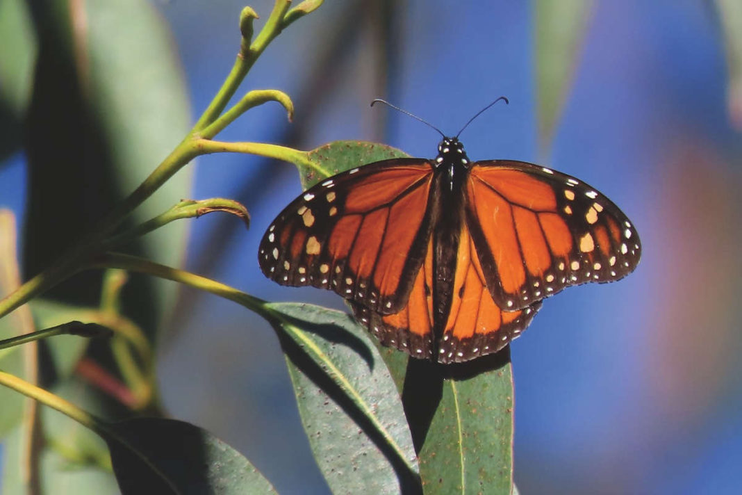 Another silent spring: the last flight of the monarch