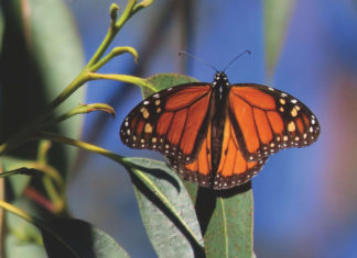 Another silent spring: the last flight of the monarch Another silent spring: the last flight of the monarch