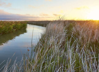 From totally harsh to thriving marsh From totally harsh to thriving marsh