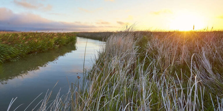 From totally harsh to thriving marsh
