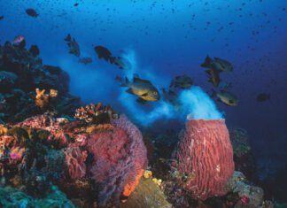 Life teems below the surface Life teems below the surface