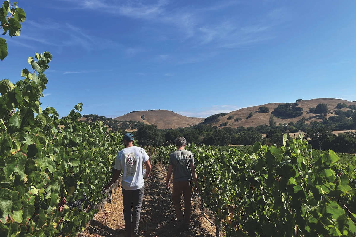 Richmond's Les Lunes elevates grapes with natural ascent