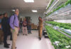 Vertical gardens feed prisons and communities Vertical gardens feed prisons and communities